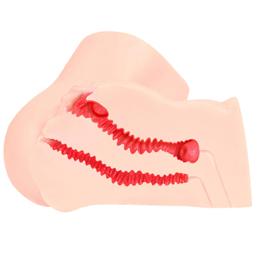 Новинка раздела Секс игрушки - Kokos Adel