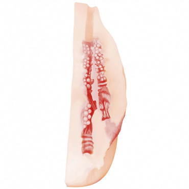 Lola Toys Satisfaction Precious, телесный, С вагинальным и анальным отверстием и другие товары Lola Games с фото