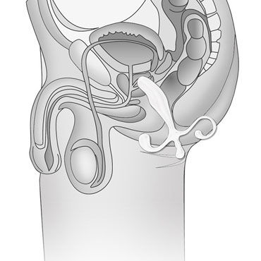 Blue Line Prostate Gear, белый - фото, отзывы